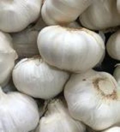 Virendra Haribhai Pansara