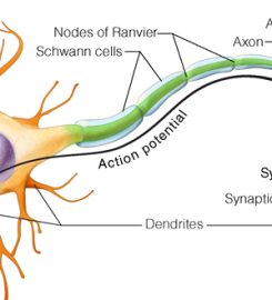 Stem Cell Cure India