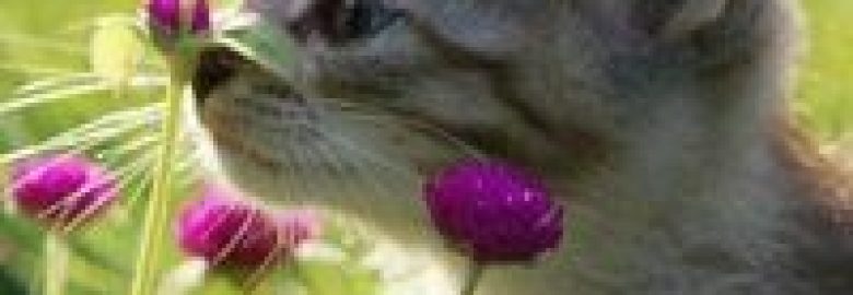 Happy Cat Enclosures PTY LTD